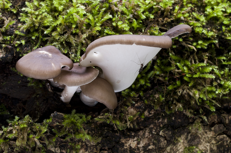 Polyporus badius